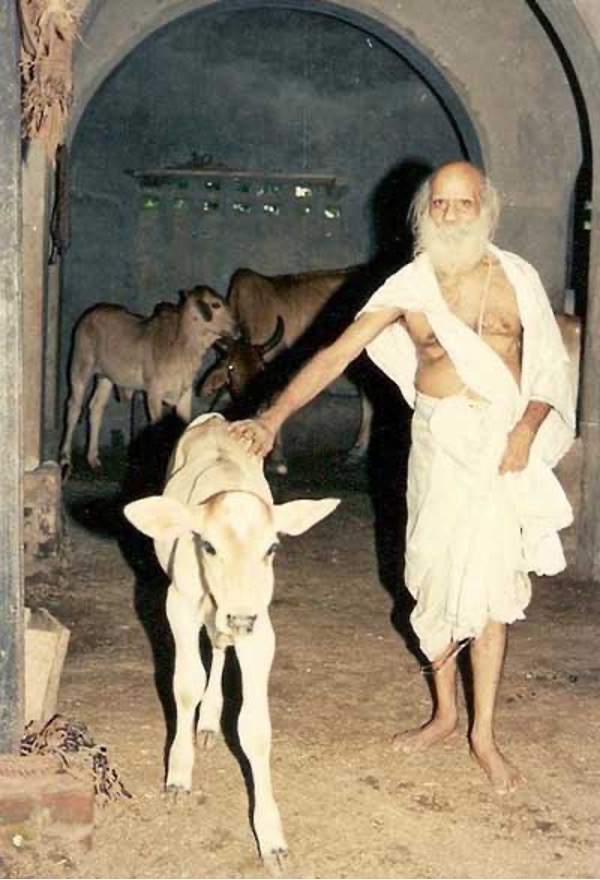 Sri Haridas Shastri Maharaja in seiner Goshala